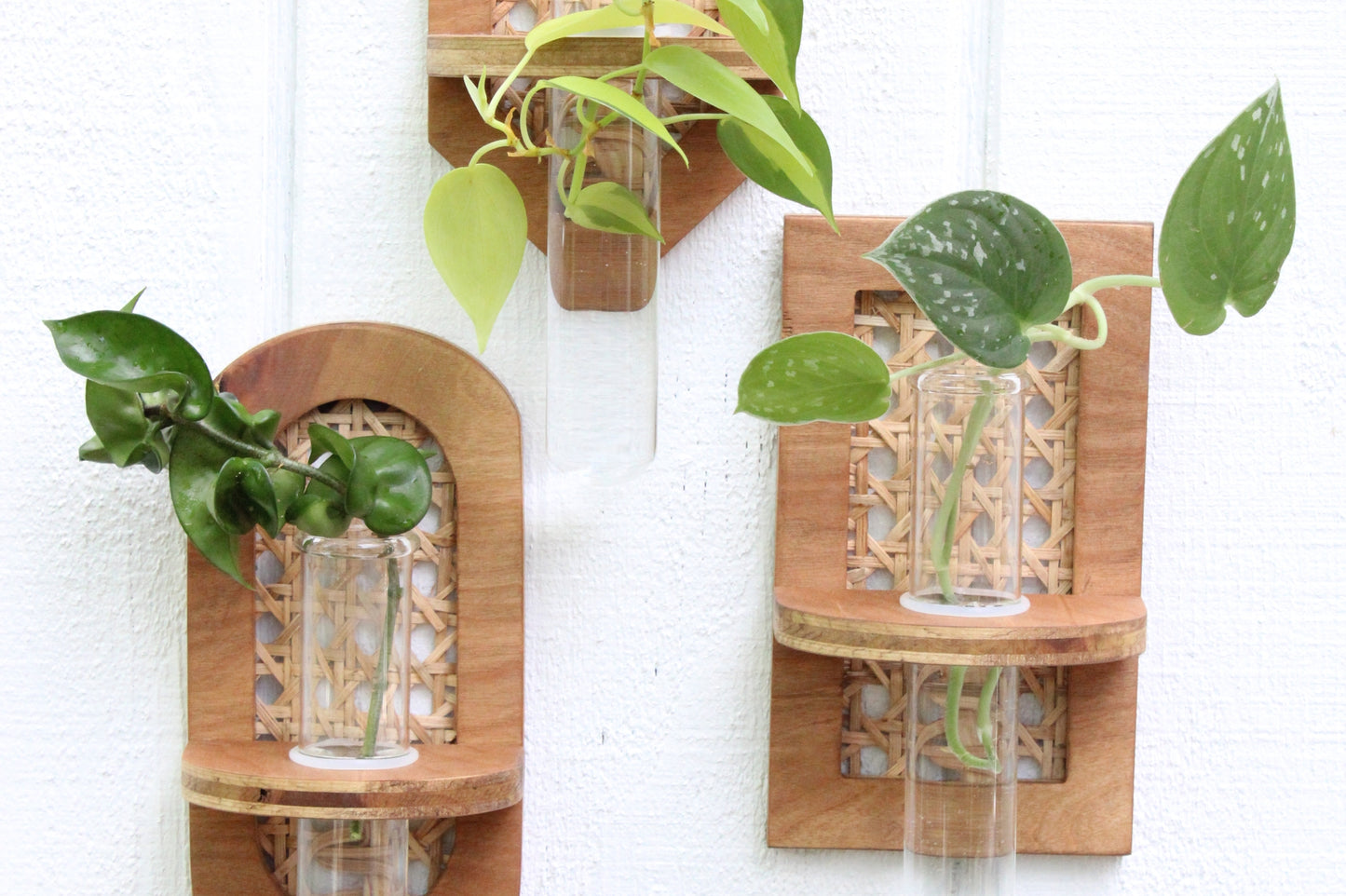 rattan, wood planter, pot, garden, propagation planter, boho, cute, gardening, grow , plants