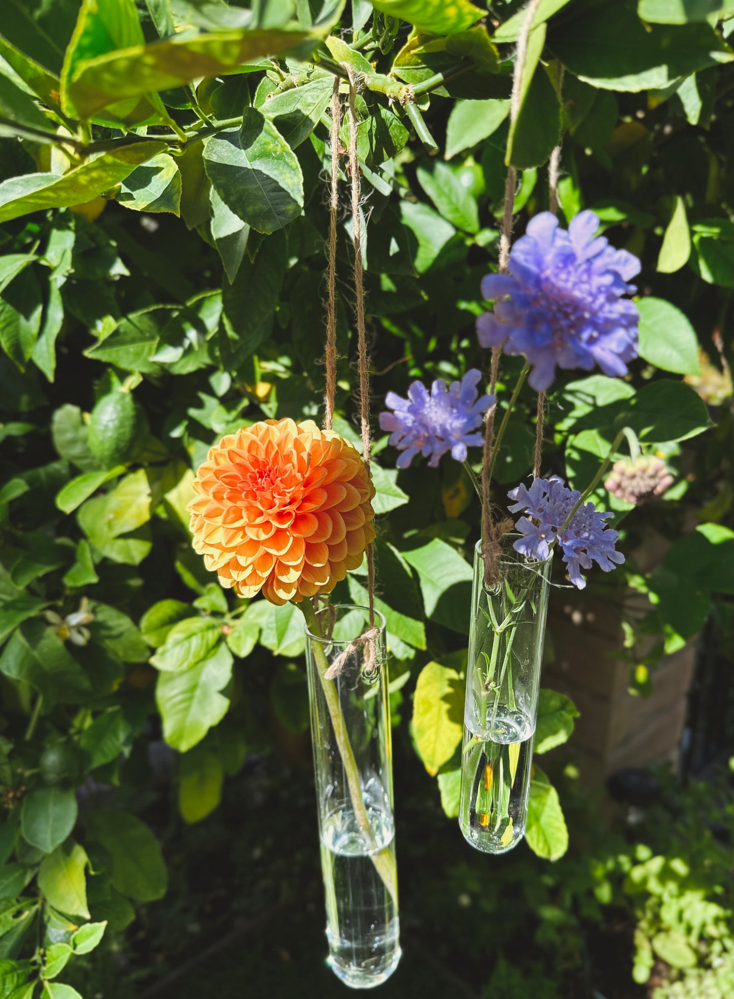Hanging Glass Vase (Small)